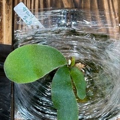 ビカクシダ セルソタッタ　子株