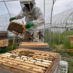 純粋生はちみつ！花粉無濾過・非加熱・砂糖給餌無し・薬剤不使用！の画像