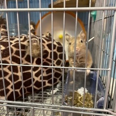 デグー