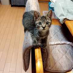 in瀬戸物祭り☆何と子猫が50匹～子猫の大祭！☆2023年9月1...