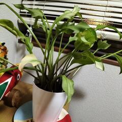カラー　植木鉢