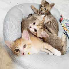 西三河エリア全域☆保護猫活動のボランティアさん大募集！！『ちーむ　にゃいんず』主力メンバーさん＆預かりさん＆ミルクボランティアさんなど 　西三河エリア（豊田市、岡崎市、豊明市、 碧南市、刈谷市、安城市、西尾市、知立市、高浜市、みよし市、幸田町、その他） − 愛知県
