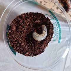 【国産】カブトムシの幼虫お譲りします。