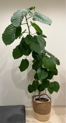 観葉植物　ウンベラータ　170センチ