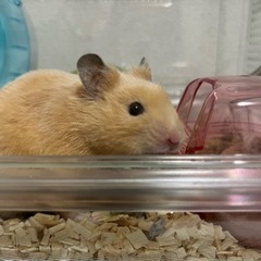 キンクマハムスター