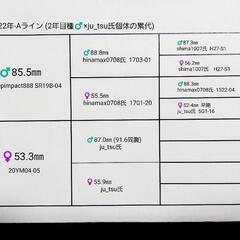 【新成虫】能勢SR血統　オオクワガタ　♀️54.5㍉＋♀️46.6㍉(90.1同)　♀️２頭　◎配送可◎の画像