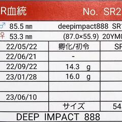 【新成虫】能勢SR血統　オオクワガタ　♀️54.5㍉＋♀️46.6㍉(90.1同)　♀️２頭　◎配送可◎の画像
