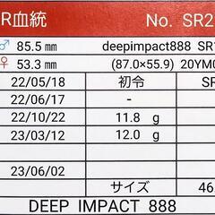 【新成虫】能勢SR血統　オオクワガタ　♀️54.5㍉＋♀️46.6㍉(90.1同)　♀️２頭　◎配送可◎の画像