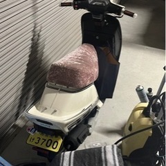 スパタクの画像
