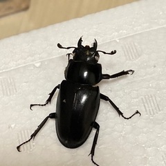 ギラファノコギリクワガタ　オス1 メス1＋aの画像