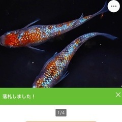 【固有種】ユリシス+桜餅おまけ付　15匹+@　1000円