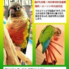 ウロコインコが迷子になりました
