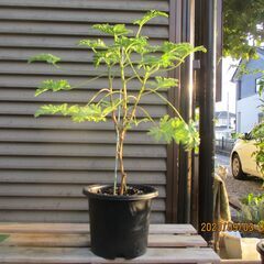 ■商談 9/13 :観葉植物    ハーブゼラニウム・不安を和ら...