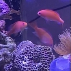 海水魚セット　✨スペシャルセール(期間限定) 9/5-9/13
