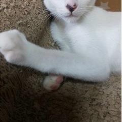 8ヶ月のパッツンちゃん