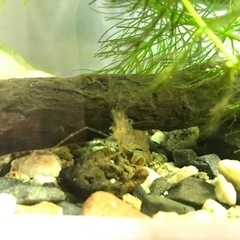 夏休みの観察に！　水槽セット　日本淡水魚　ホトケドジョウ希少種の画像