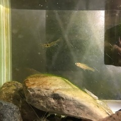 夏休みの観察に！　水槽セット　日本淡水魚　ホトケドジョウ希少種の画像