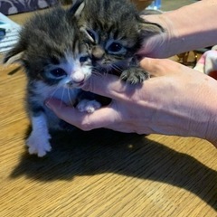 きじとらの女のこ　里親様が決まりました
