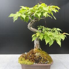 ケヤキの盆栽