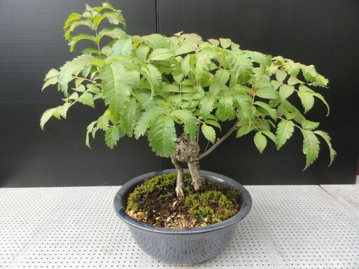 ナナカマドの盆栽