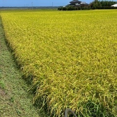 コシヒカリ新米　⑤の画像