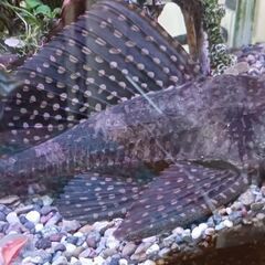 淡水魚プレコ25センチ位お譲ります