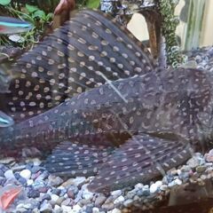 淡水魚プレコ25センチ位お譲りますの画像