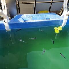 【お渡し済み】メダカ卵　レッドクリフ紅白の画像