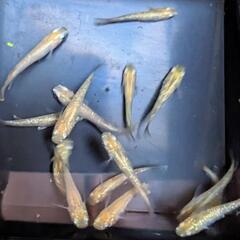 メダカ　レモンティアラ幼魚〜若魚　無選別10匹