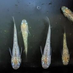 メダカ　レモンティアラ幼魚〜若魚　無選別10匹の画像
