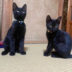 クロネコちゃんの兄妹です。