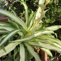 　　★おうち時間充実　★　観葉植物★　折り鶴欄　  みどり＆　２...