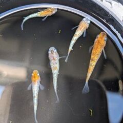 綺麗でかわいい今人気のペットメダカ！アクアリウムやビオトープにの画像