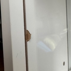 ニトリ コレクションケース ディスプレイボックス Lサイズ ホワイトの画像