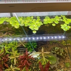水草　アマゾンフロッグピット