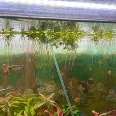 水草　アマゾンフロッグピットの画像
