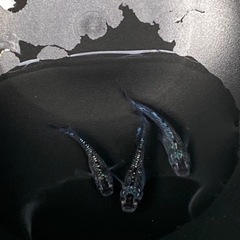 メダカ　ブルームーン5匹✨の画像