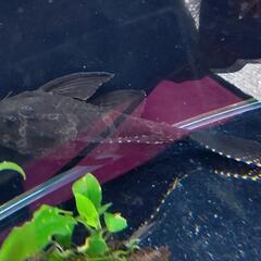 熱帯魚 プレコ 無料 水槽