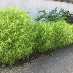 今年も苗ができました。【コキアの苗、ほうき草】の画像
