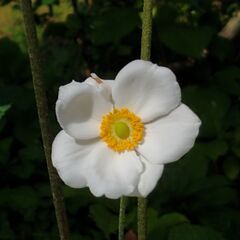 【9/20まで】シュウメイギク（秋明菊）抜き苗２本→３本