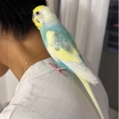 可愛い手のりインコ　レインボー