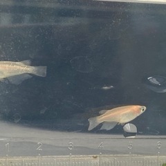 ラメ入りメダカ　ミックス　11匹