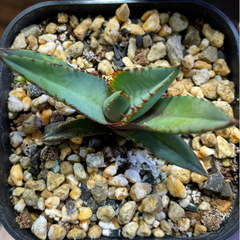 EU チタノタ　ノーネーム　熊猫系？の画像