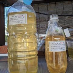 ゾウリムシ　2L 1000円　無人販売24時間営業中！　メダカの針子・稚魚に最適　宜野湾市大謝名小学校の裏門前　Googleマップにのってます👍
の画像
