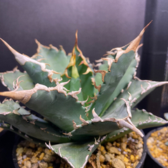 アガベ　チタノタ　白鯨　の画像