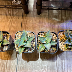 アガベ　チタノタ　白鯨　の画像