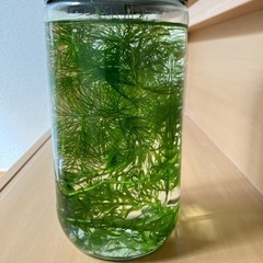 ミナミヌマエビ飼育セット アクアリウム 10匹＋α
