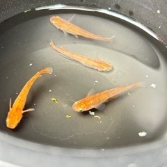 メダカ　真朱