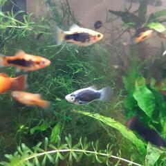 熱帯魚　プラティー
