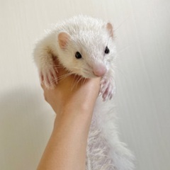 フェレット　メス　5歳